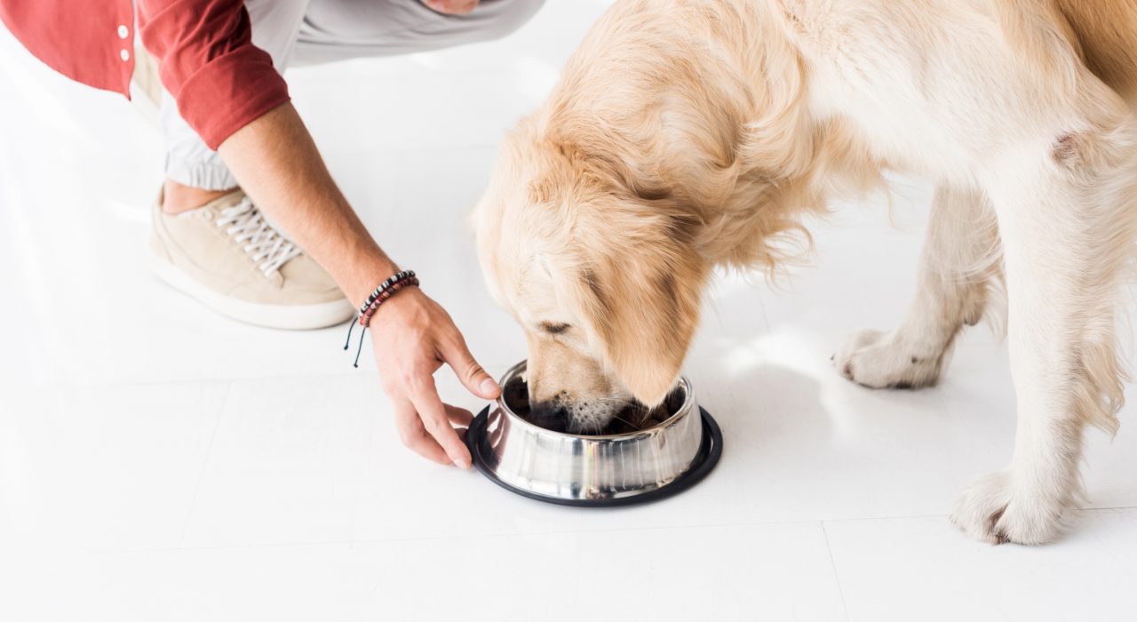 Compléments alimentaires pour chien : bonne ou mauvaise idée ?