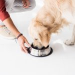 Compléments alimentaires pour chien : bonne ou mauvaise idée ?