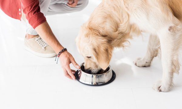 Compléments alimentaires pour chien : bonne ou mauvaise idée ?