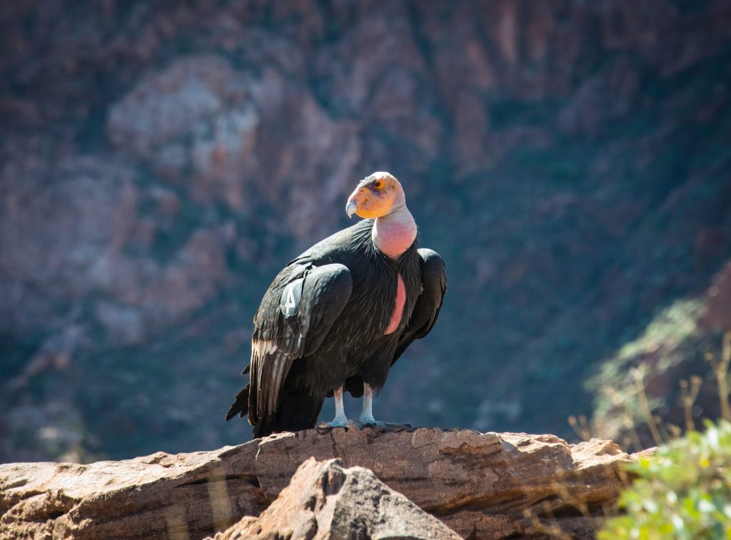 Condor de Californie