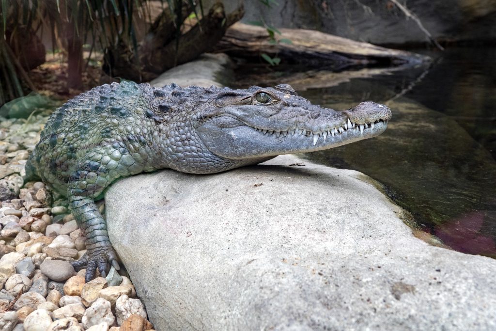 Crocodile des Philippines