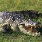 10 animaux qui peuvent survivre sans manger