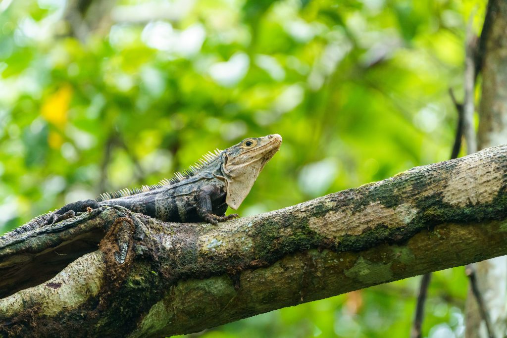 Ctenosaura similis