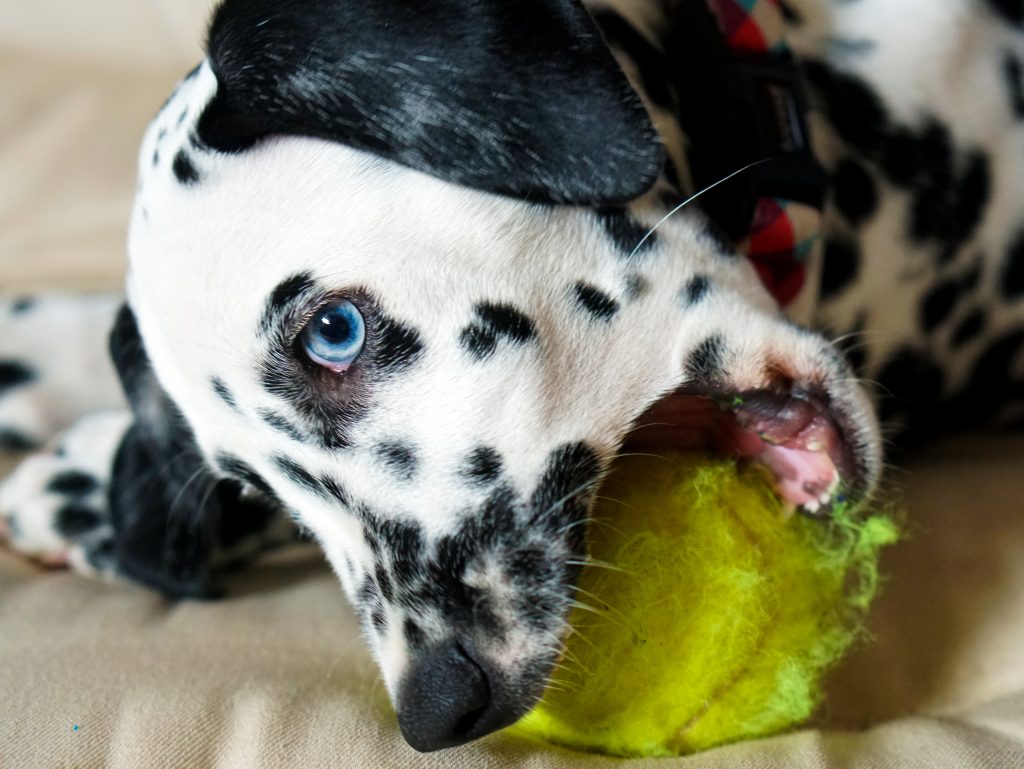 Dalmatien aux yeux bleus