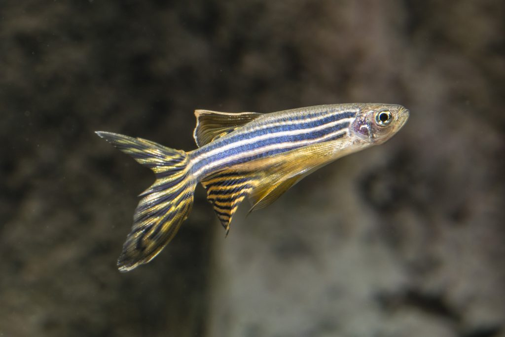 Danio rerio