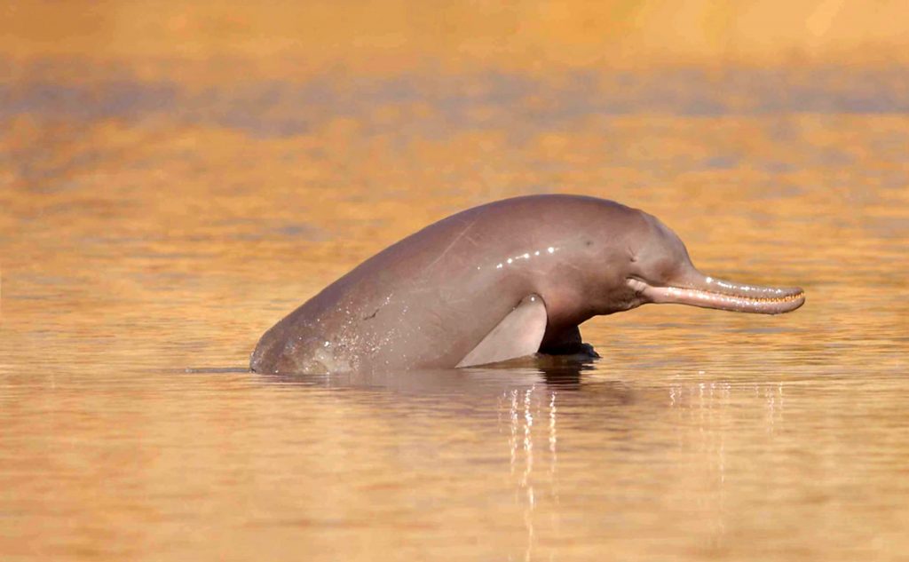 Le dauphin du gange