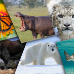 Tour du Monde des Animaux : 12 espèces à découvrir