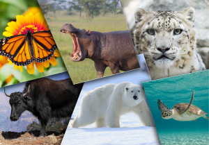 Tour du Monde des Animaux : 12 espèces à découvrir