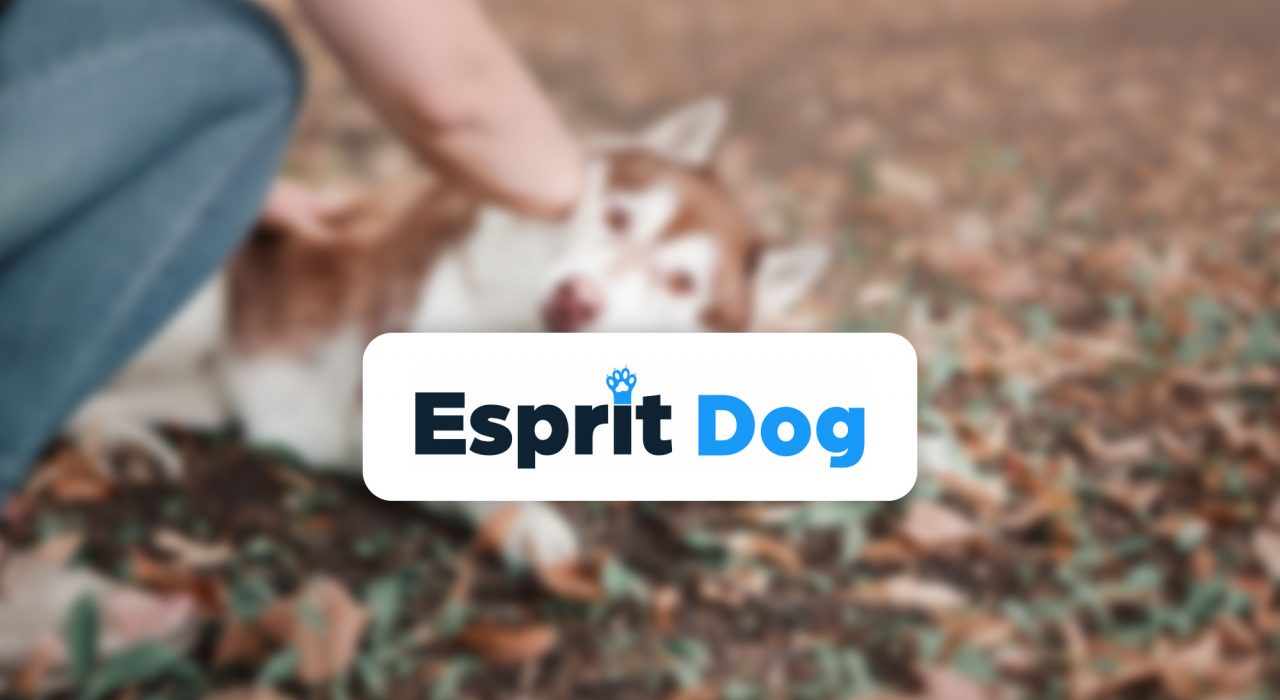 Avis formation Esprit Dog Chiot : des retours concrets de propriétaires de chiots