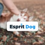 Avis formation Esprit Dog Chiot : des retours concrets de propriétaires de chiots