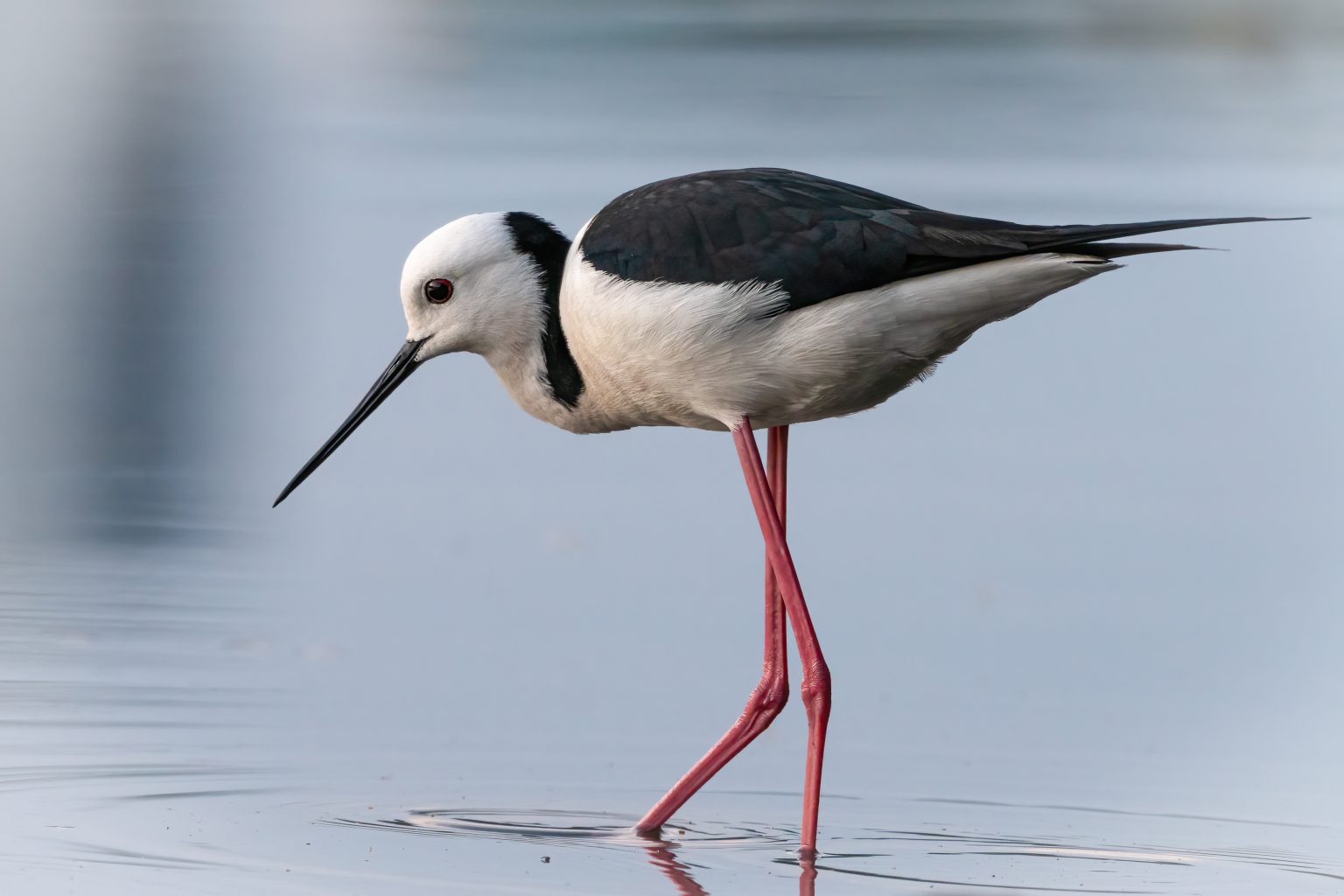 Oiseaux de bord de mer 13 espèces à découvrir — free download