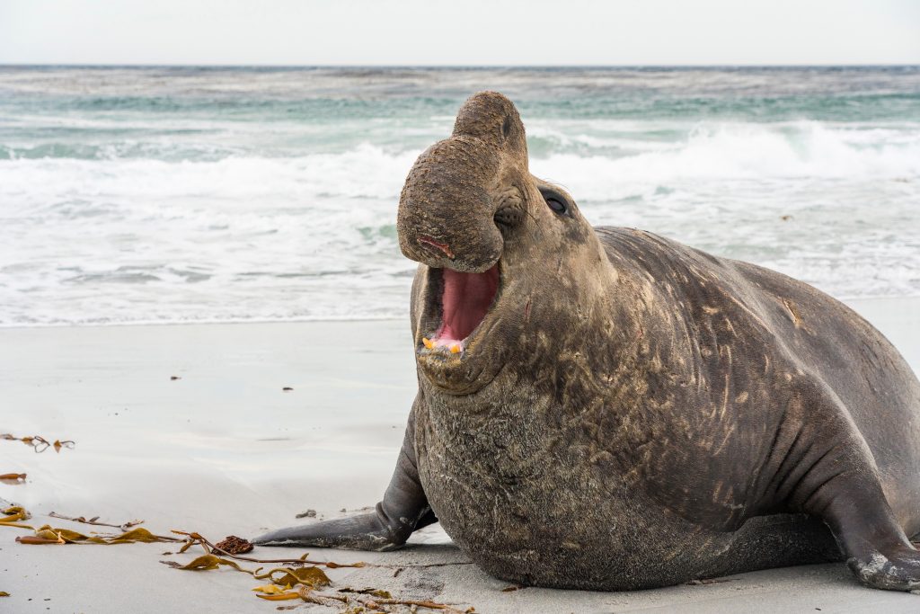 Éléphant de mer