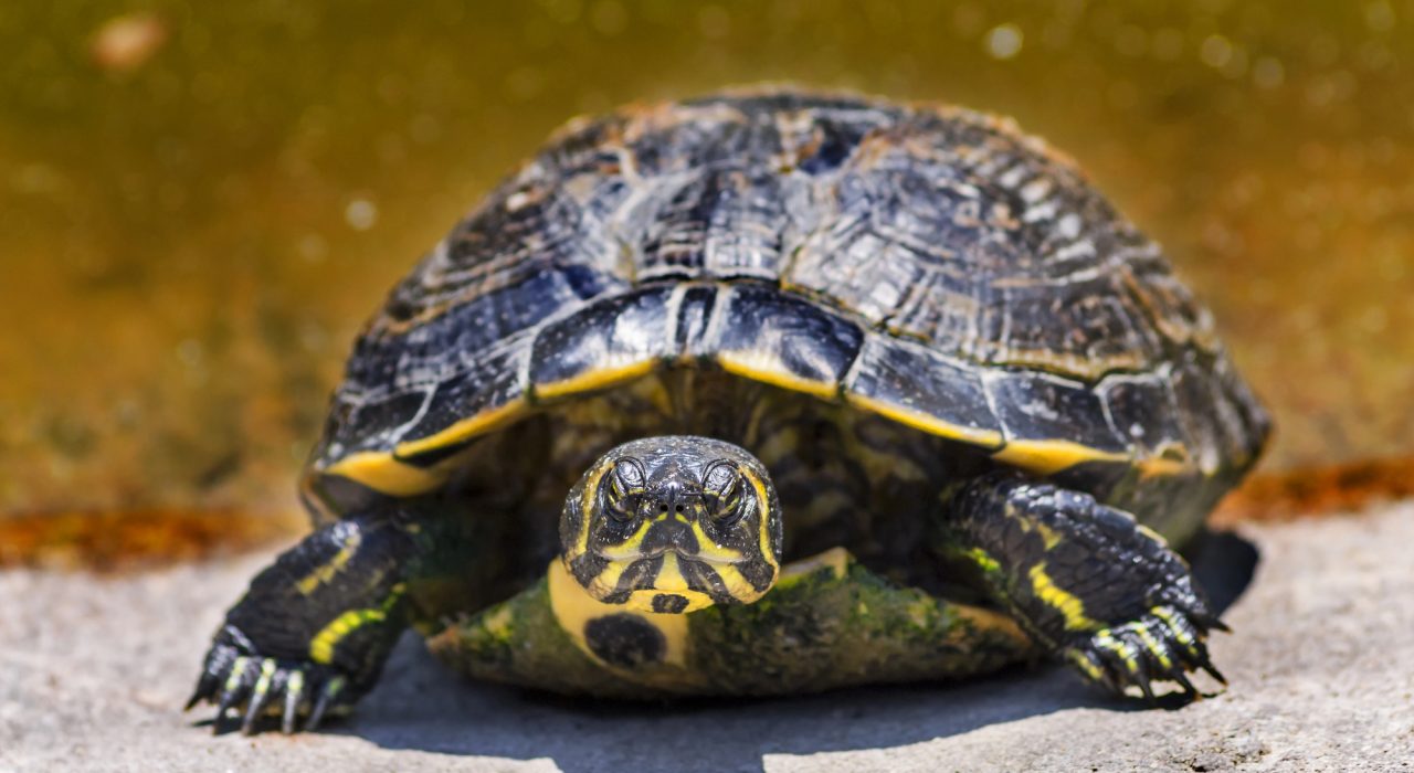 La tortue aquatique : caractéristiques, habitat, alimentation et espèces