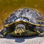 La tortue aquatique : caractéristiques, habitat, alimentation et espèces