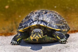 La tortue aquatique : caractéristiques, habitat, alimentation et espèces