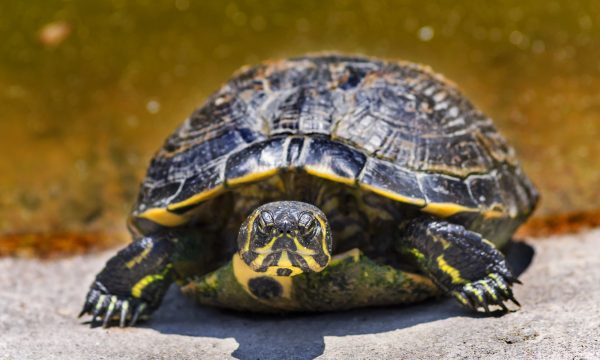 La tortue aquatique : caractéristiques, habitat, alimentation et espèces