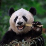 Panda : Top 16 faits surprenants sur cet animal