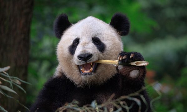 Panda : Top 16 faits surprenants sur cet animal
