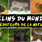 Félins du monde : les grands prédateurs de la nature
