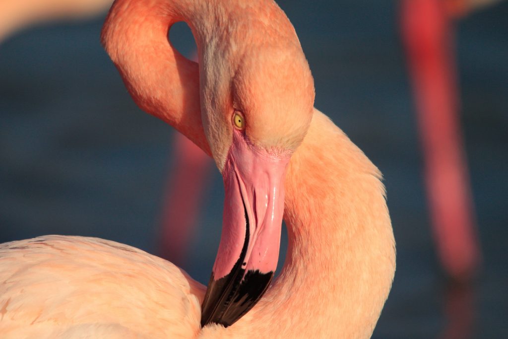 Flamant Rose