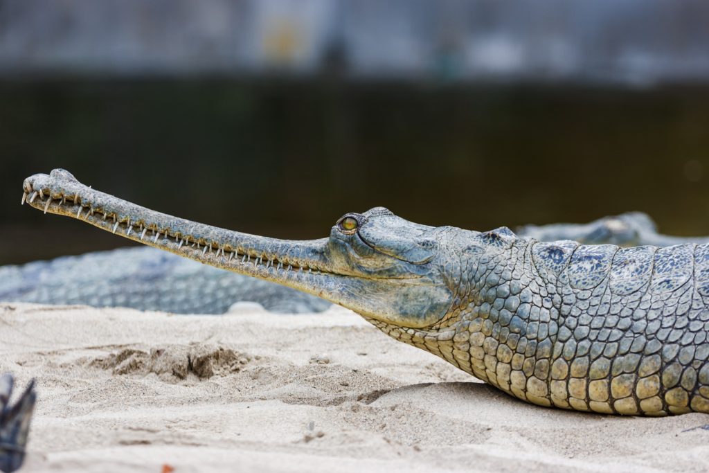 Gharial crocodile au parc national de Chitwan au Nepal