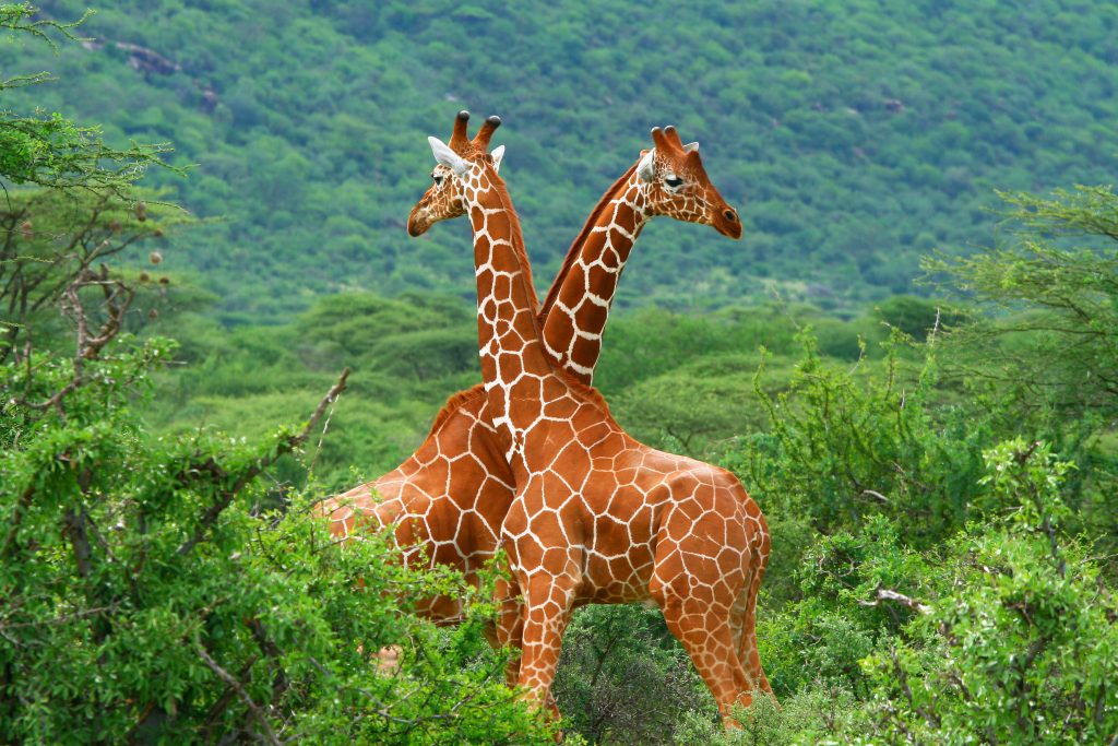 Deux girafe dans la jungle