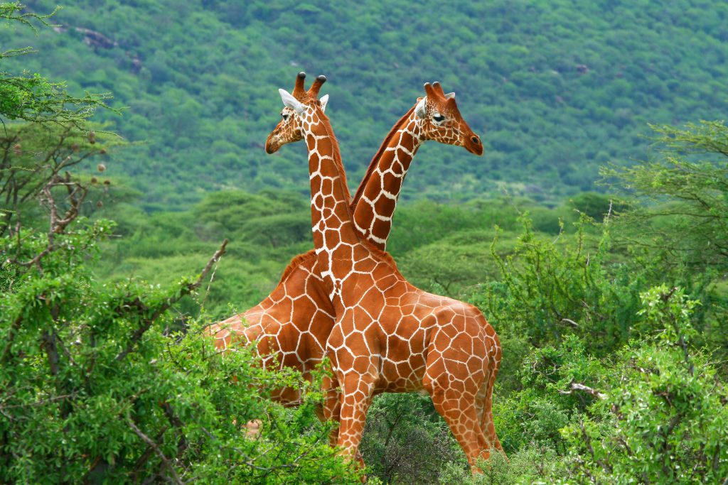 Deux girafes dans la jungle