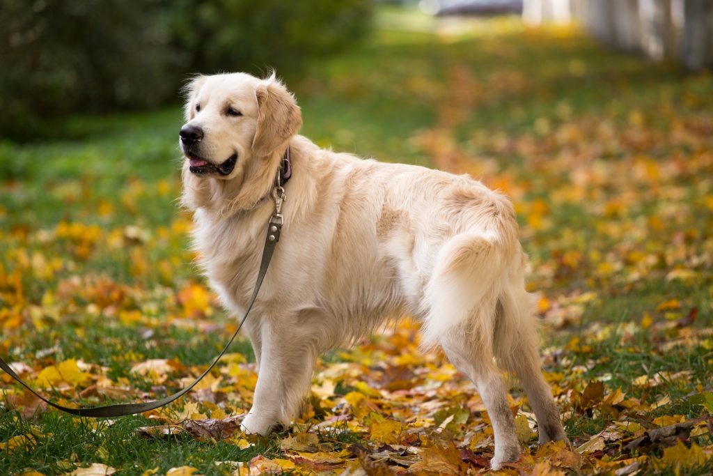 Golden Retriever