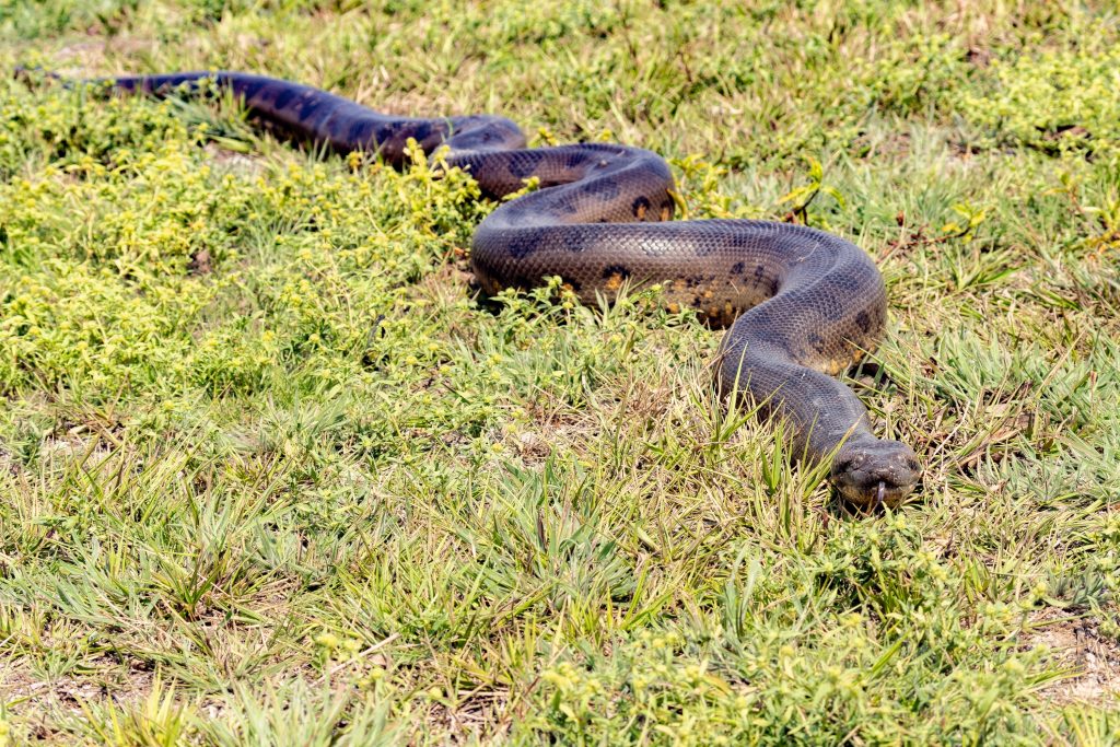 Grand Anaconda