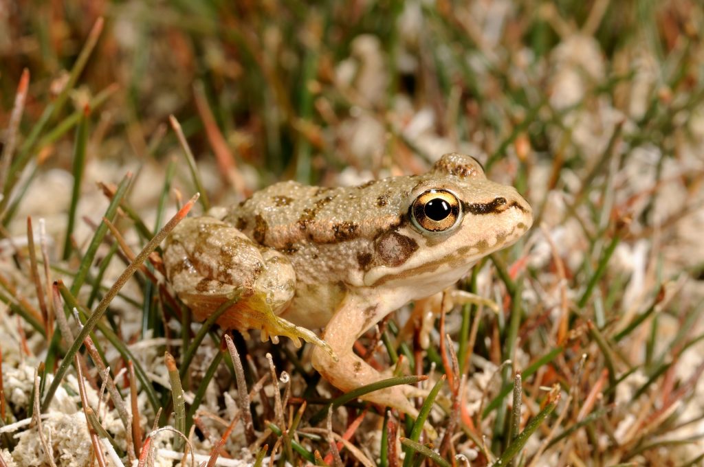 Grenouille de Crète