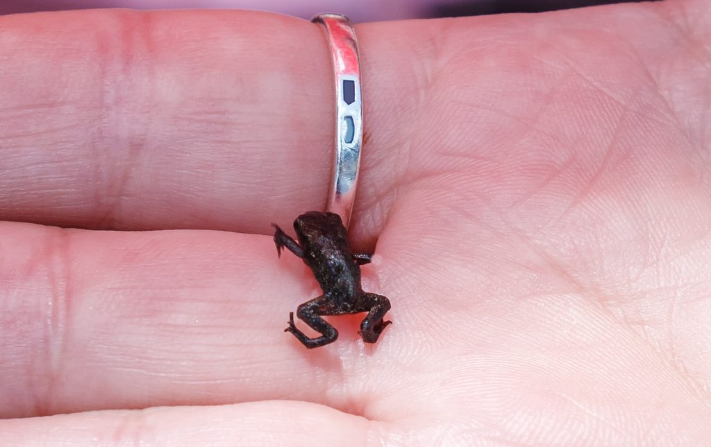 Grenouille paedophryne amauensis