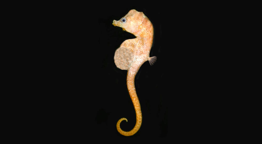 Hippocampe minotaure