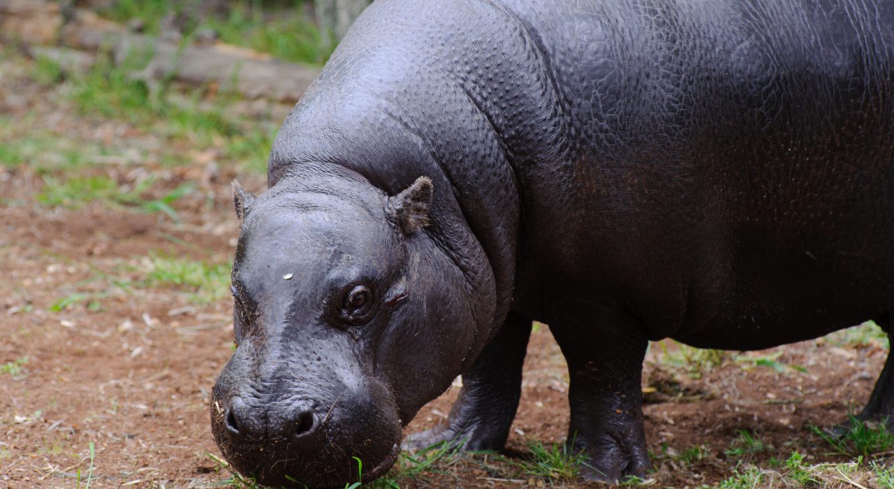 Hippopotame pygmée : un animal rare, discret et surprenant