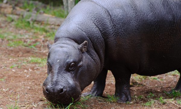 Hippopotame pygmée : un animal rare, discret et surprenant