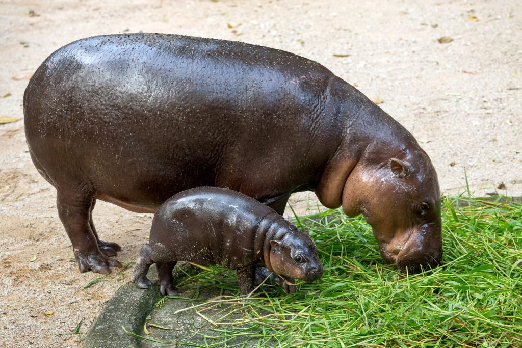 hippopotame pygmée bébé avec sa maman