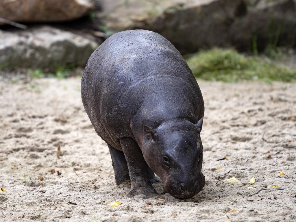 Hippo pygmée
