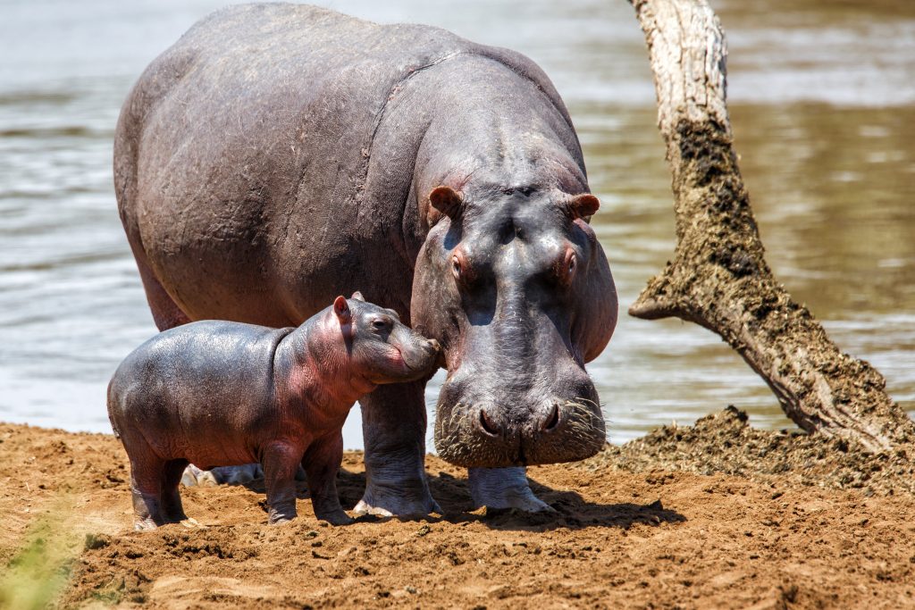 Hippopotames