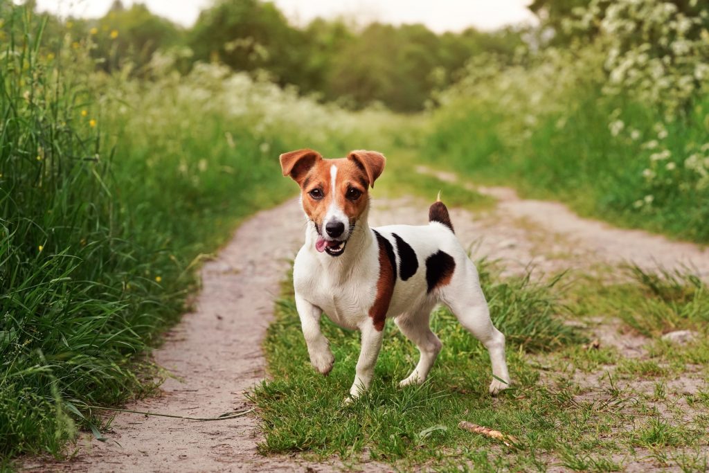 Jack Russel Terrier