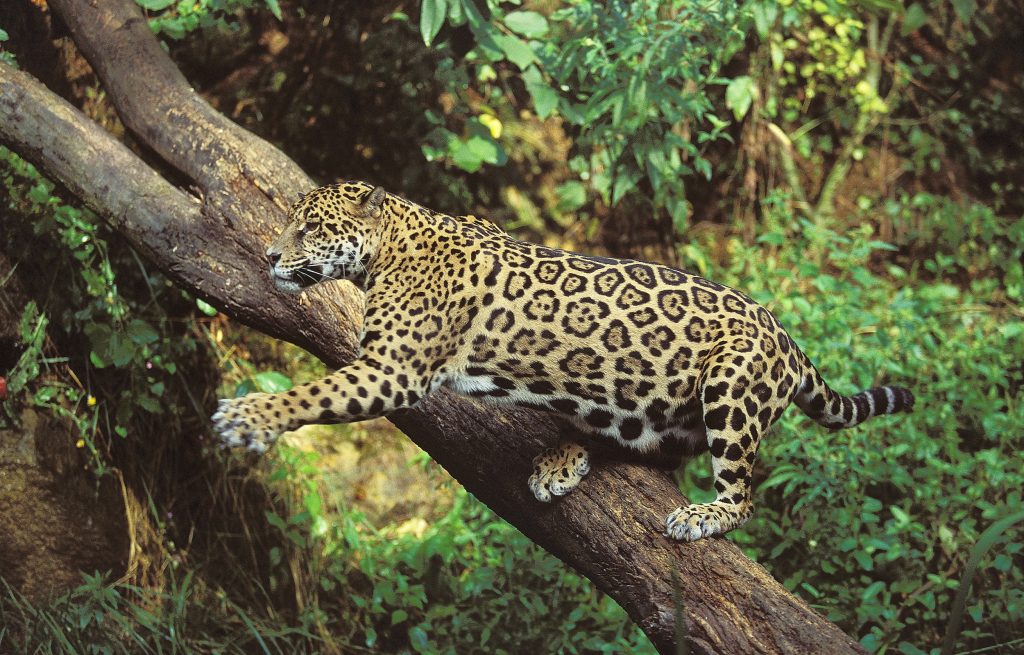 Jaguar