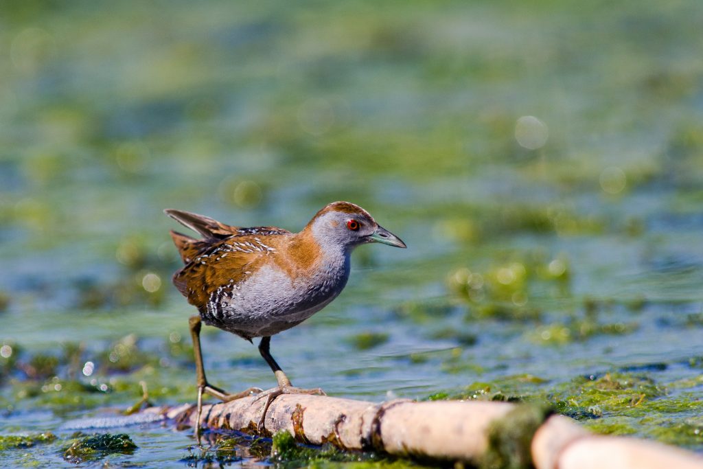 La marouette de Baillon