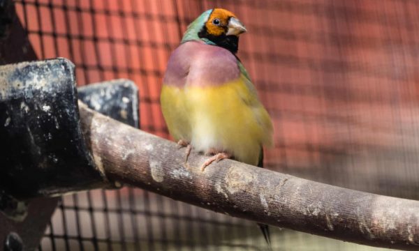 Quels perchoirs et mangeoires choisir pour ses oiseaux ?