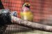 Comment choisir les perchoirs et mangeoires pour oiseaux exotiques