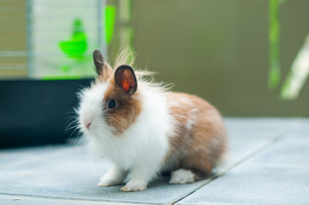 Un lapin extra nain à côté de sa cage