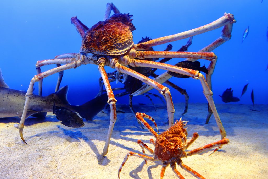 Crabe-araignée géant du japon