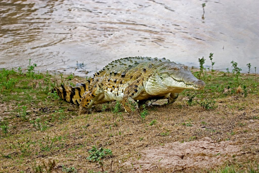Le crocodile de l'Orénoque