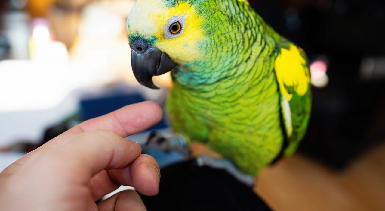 Oiseaux de compagnie : comprendre leur monde pour mieux les accueillir