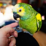 Oiseaux de compagnie : comprendre leur monde pour mieux les accueillir