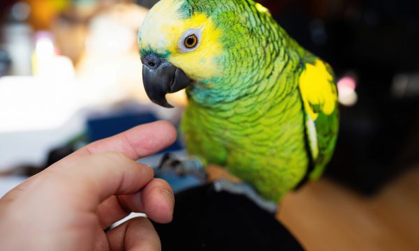 Oiseaux de compagnie : comprendre leur monde pour mieux les accueillir