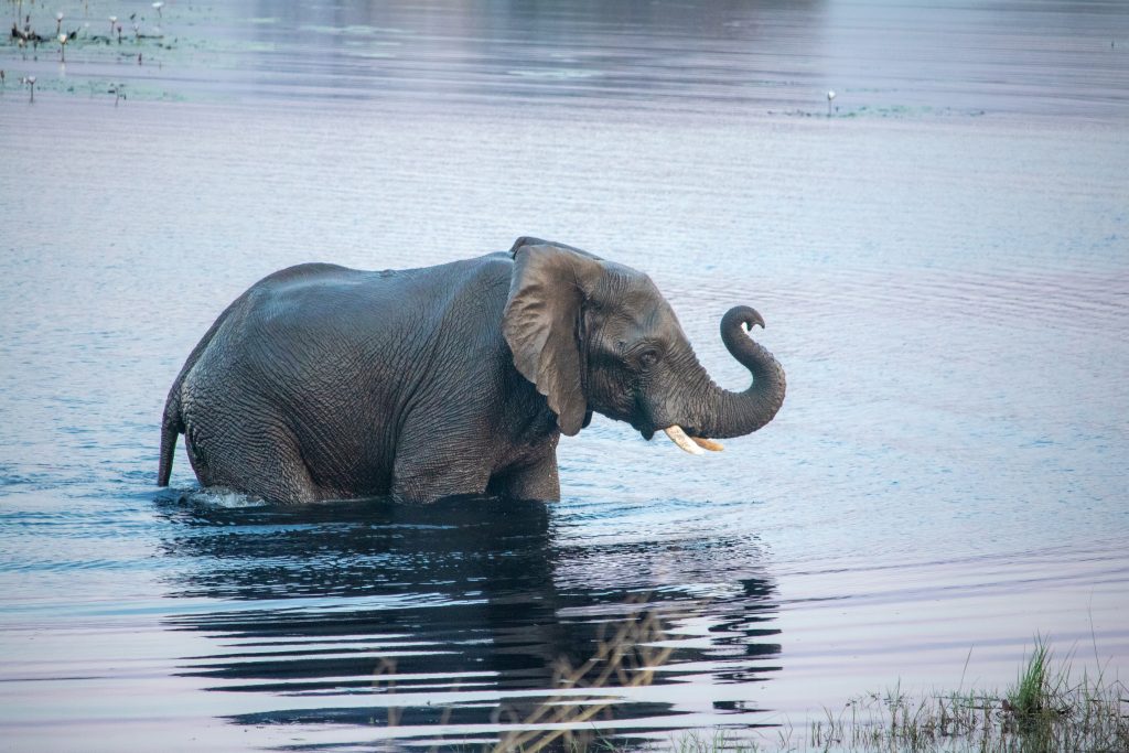 L'éléphant d'Asie