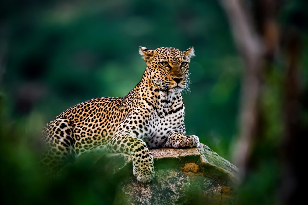 Léopard dans la savane